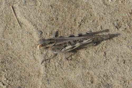 Réf. 191 434 : Locusta migratoria